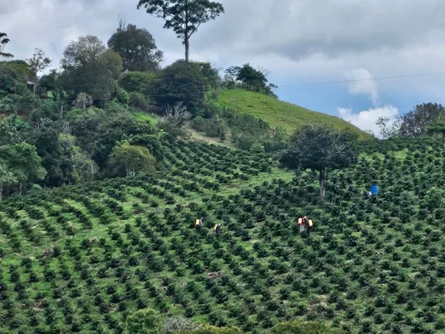 Coffee plantation on the hills of Finca San Joaquín, El Tambo, Cauca, Colombia.