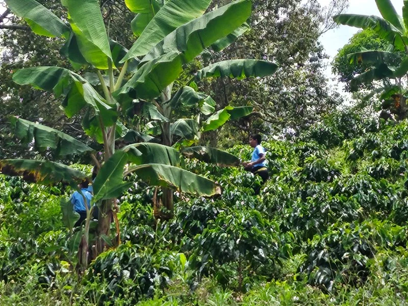 Coffee plants and banana trees at Finca San Joaquín, El Tambo, Cauca, Colombia.